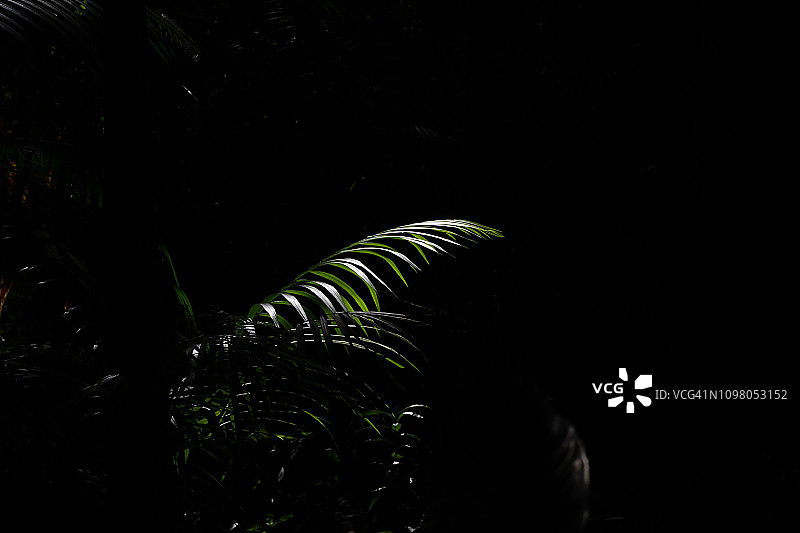 热带雨林图片素材