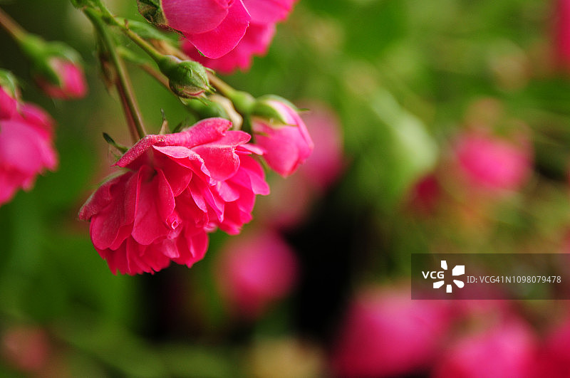 法国蔷薇图片素材