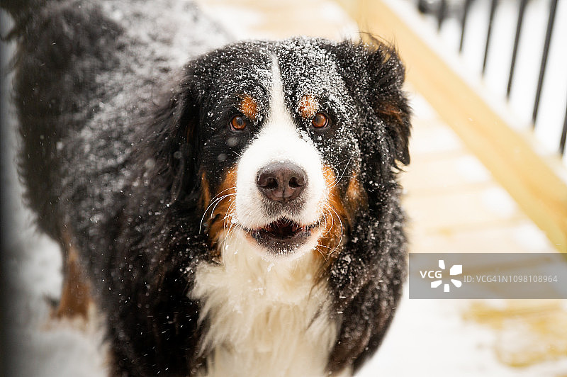 伯恩山犬坐在雪地里的房子旁，伸着舌头图片素材