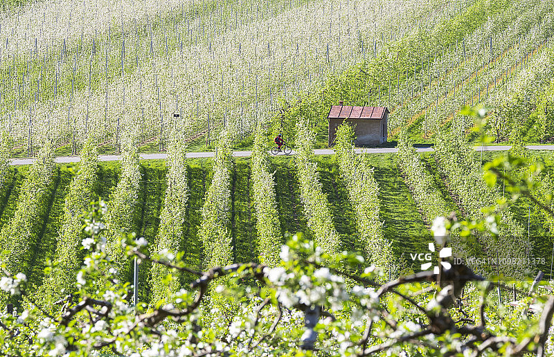 意大利蒂拉诺别墅的苹果园图片素材