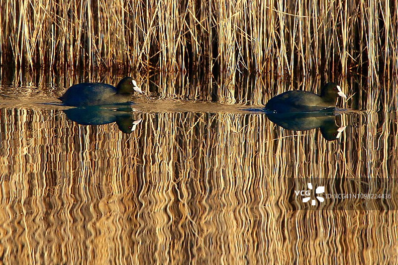 在池塘边图片素材