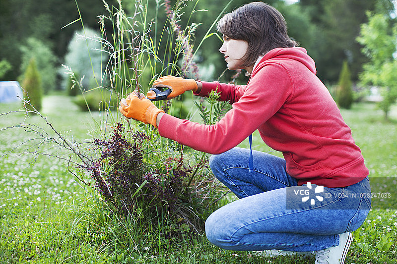年轻女子修剪灌木图片素材