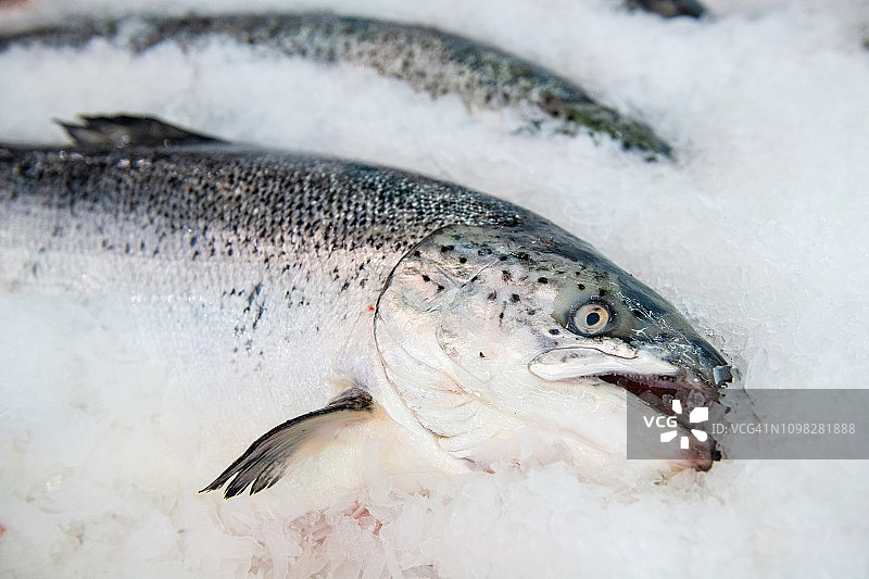 市场上出售的新鲜鱼图片素材