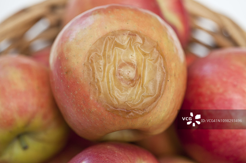 一个坏苹果图片素材