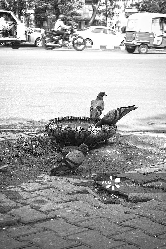 印度新德里城市街道上的鸽子图片素材