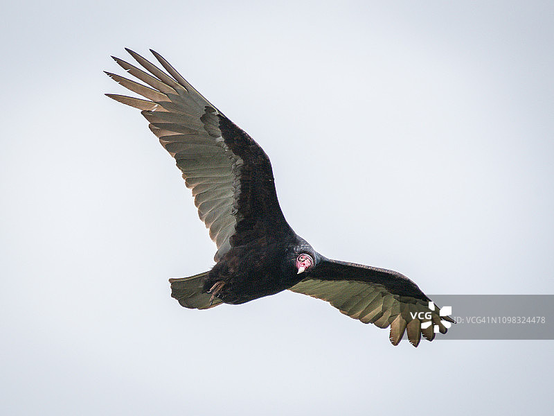 飞行中的安第斯秃鹰图片素材