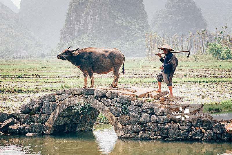 老农民与水牛在稻田前图片素材