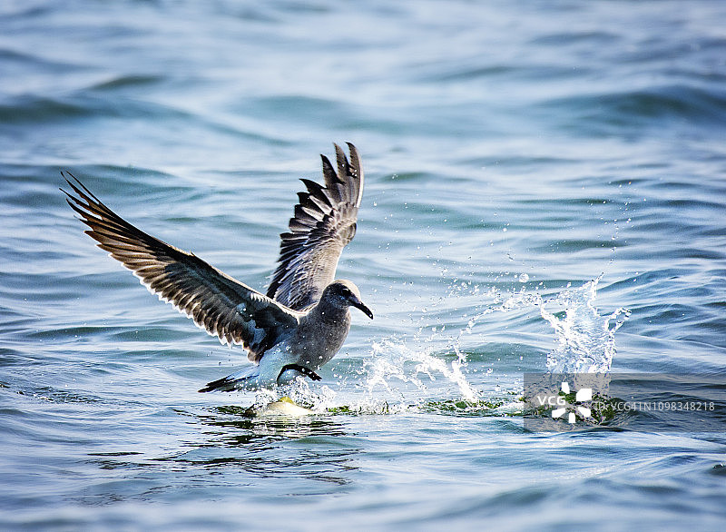 海鸥在纽约长滩附近嬉水和捕鱼，同时观看鲸鱼图片素材
