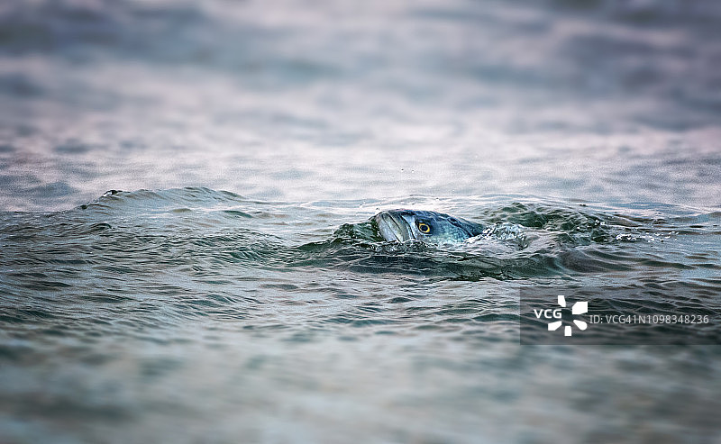 特写：在纽约长滩观鲸期间游泳的邦克鱼或曼哈顿鱼图片素材