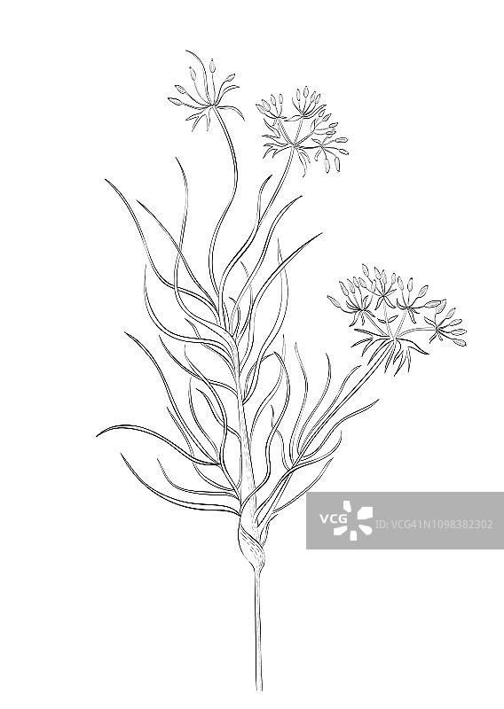 小茴香植物黑白数字插图图片素材
