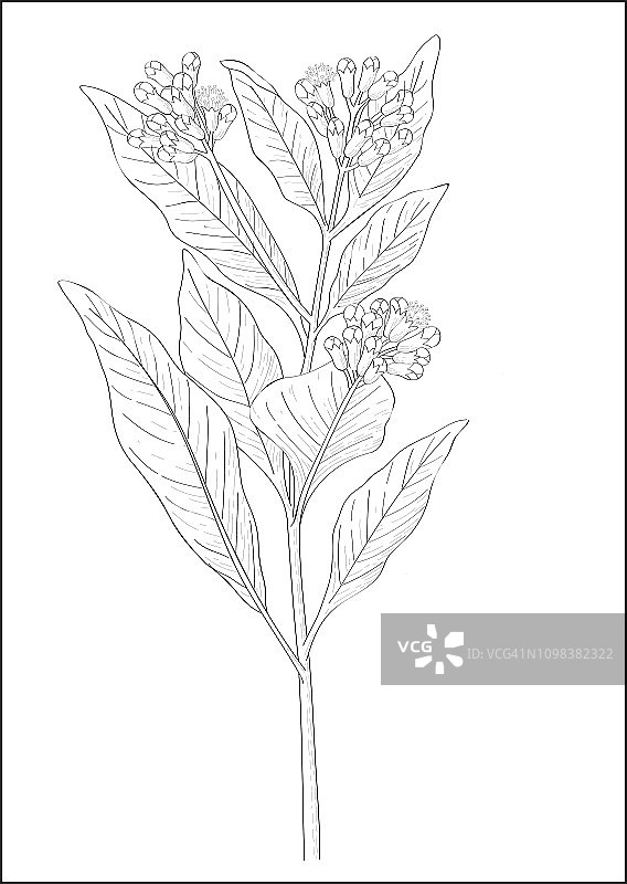丁香植物的黑白数字插图图片素材