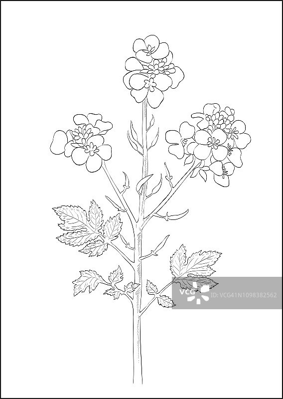 芥菜植物的黑白数码插图图片素材