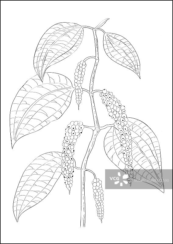 黑白数字绘画：黑胡椒植物图片素材
