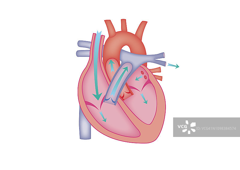 展示血液进出的人类心脏艺术图图片素材