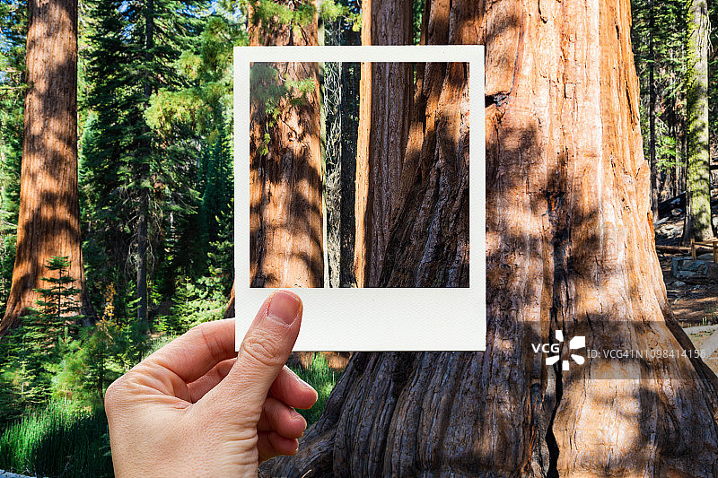 用宝丽来照片从个人视角拍摄优胜美地巨型红杉树图片素材