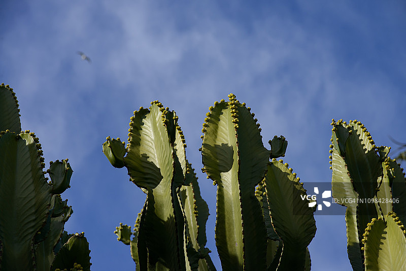 大戟属植物，灯台树图片素材