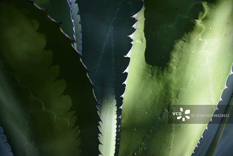 硬叶龙舌兰图片素材