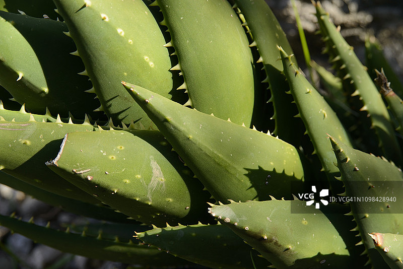 镶宝石的芦荟图片素材