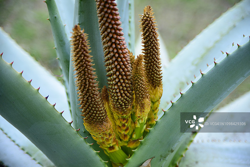 好望角芦荟图片素材