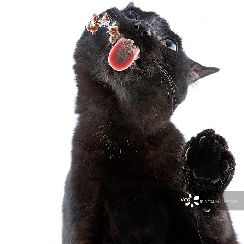 猫咪舔食食物。图片素材