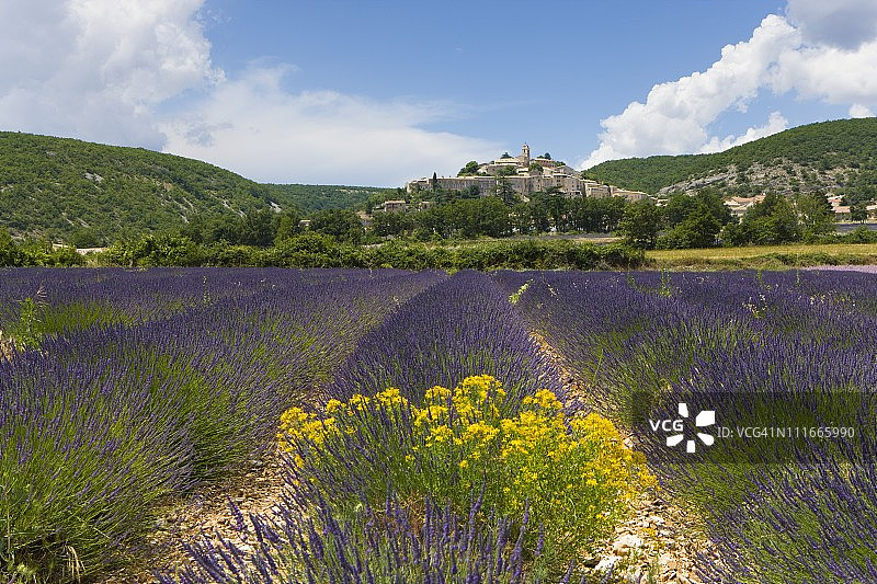 法国Banon薰衣草田图片素材