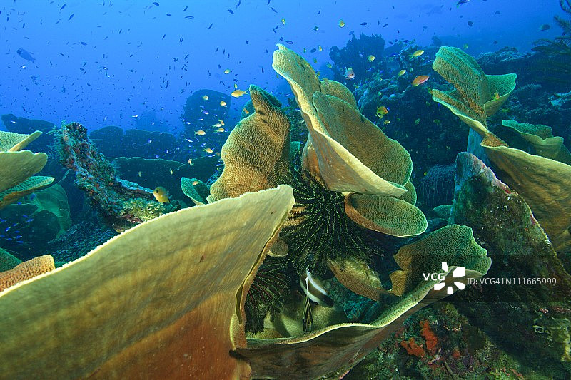 米尔恩湾，巴布亚新几内亚的大片莴苣珊瑚地层图片素材