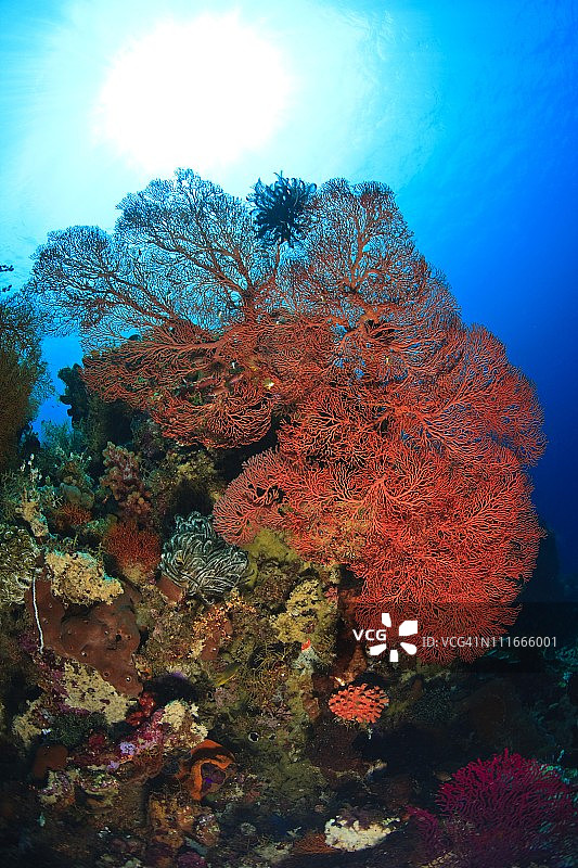 印度尼西亚苏拉威西岛图康贝西海洋保护区图片素材