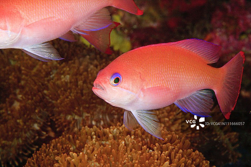 仙女鲈，米尔恩湾，巴布亚新几内亚图片素材