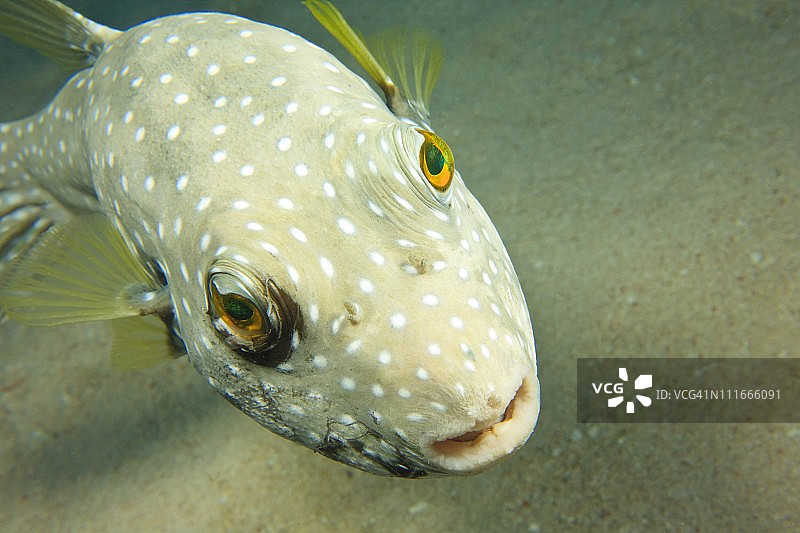 河豚，印尼苏拉威西岛瓦卡托比群岛海洋保护区图片素材