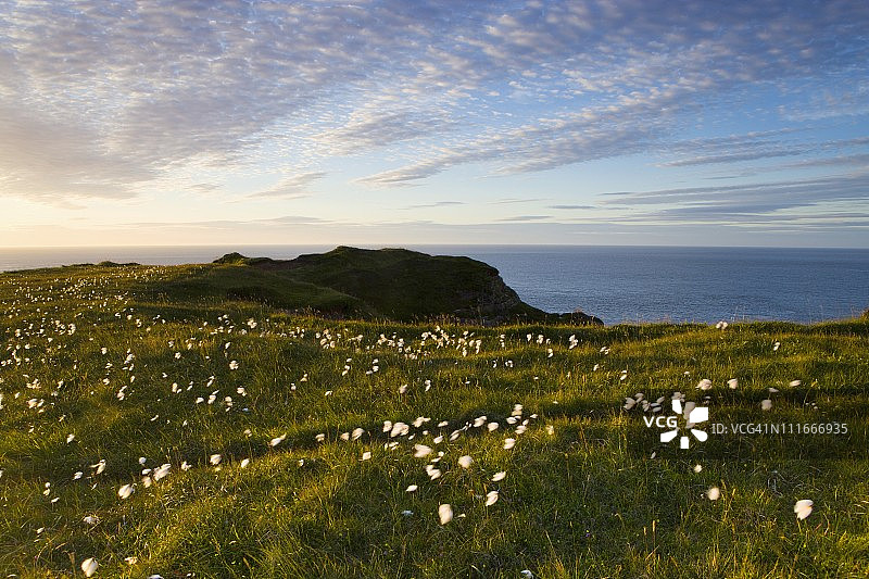 苏格兰邓肯斯比海蚀柱草甸上的鲜花图片素材