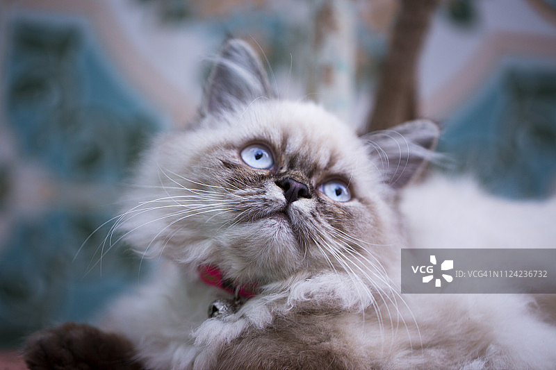 蓝眼睛向上看的金吉拉波斯猫图片素材