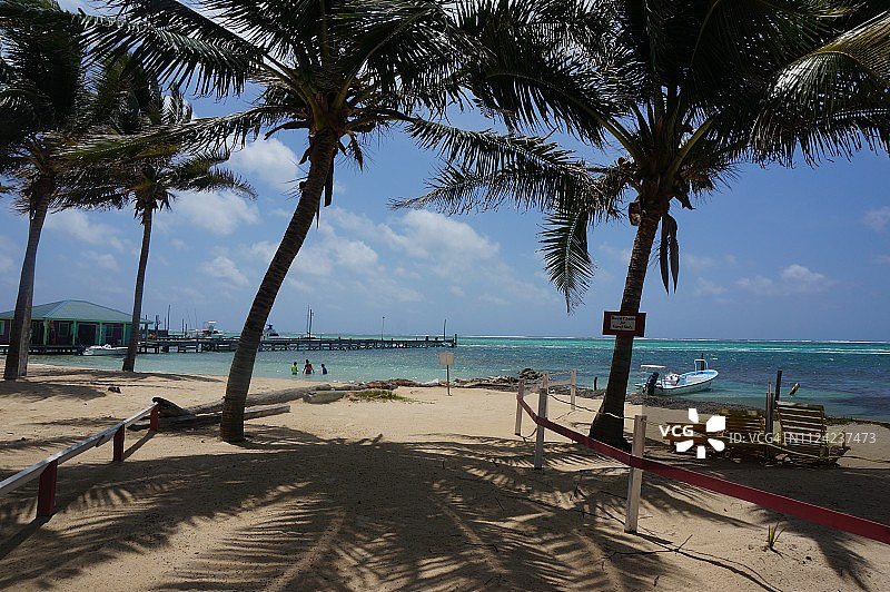伯利兹海滩上的棕榈树图片素材