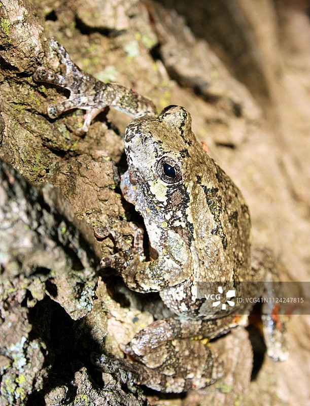 原木上的灰色树蛙图片素材