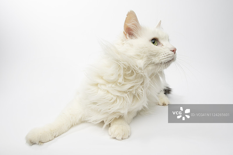 获救的动物 - 白色和黑色家养长毛猫的肖像图片素材