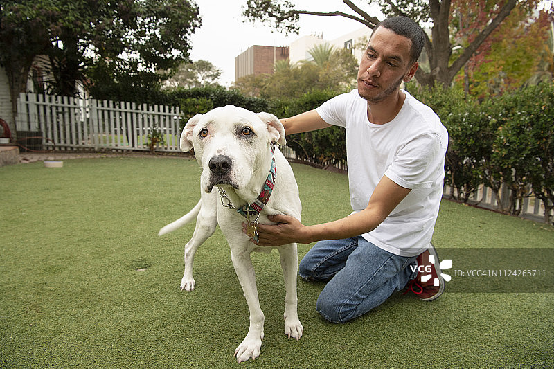 获救的美国斗牛犬与男子图片素材