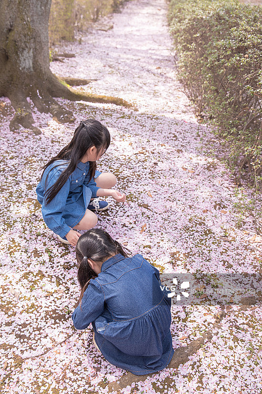 姐妹们捡起掉落的樱花花瓣图片素材