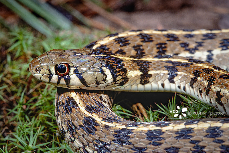 格子束带蛇之美图片素材