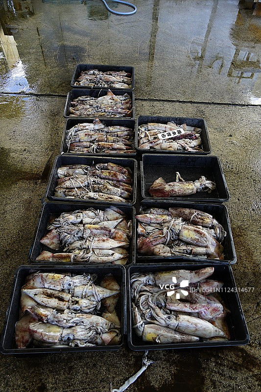 国头渔业协同组合拍卖会（边土名渔港）图片素材