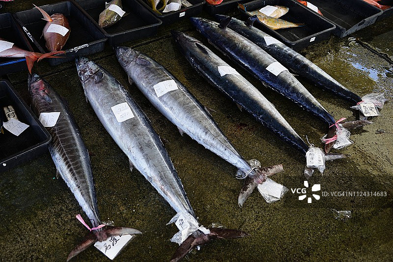 国头渔业协同组合拍卖会（边土名渔港）图片素材