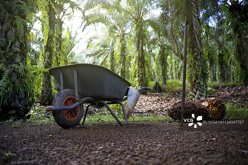 日出时分的棕榈油树图片素材
