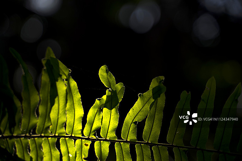 低调风格的蕨类植物图片素材