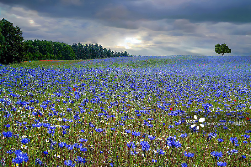 矢车菊，日德兰半岛，丹麦图片素材