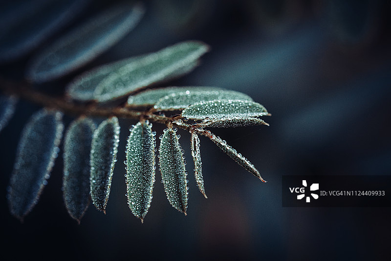 叶子上的清晨露珠图片素材