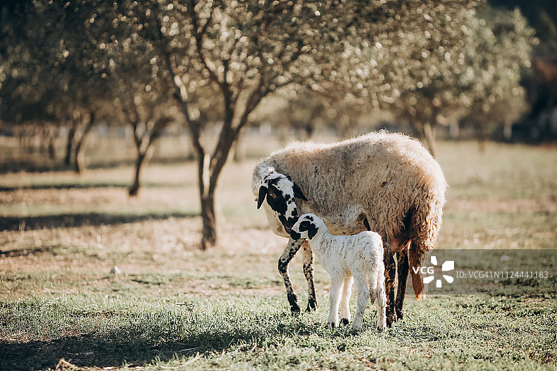 春季羔羊与母羊图片素材