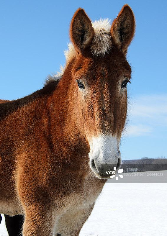 宾夕法尼亚州兰开斯特冬季骡子特写图片素材