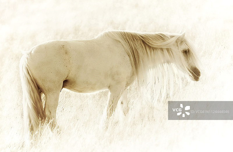 长岛东汉普顿的白马浪漫场景图片素材