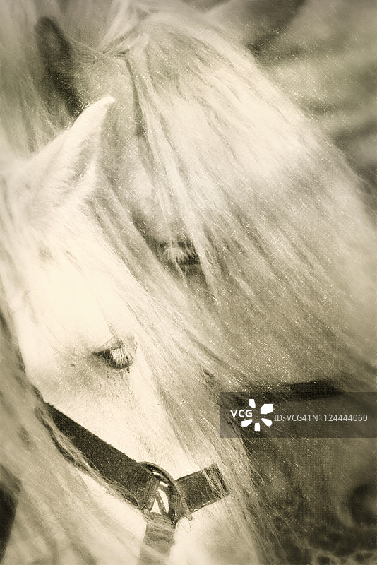 长岛东汉普顿两匹奶油色骏马的艺术视角图片素材