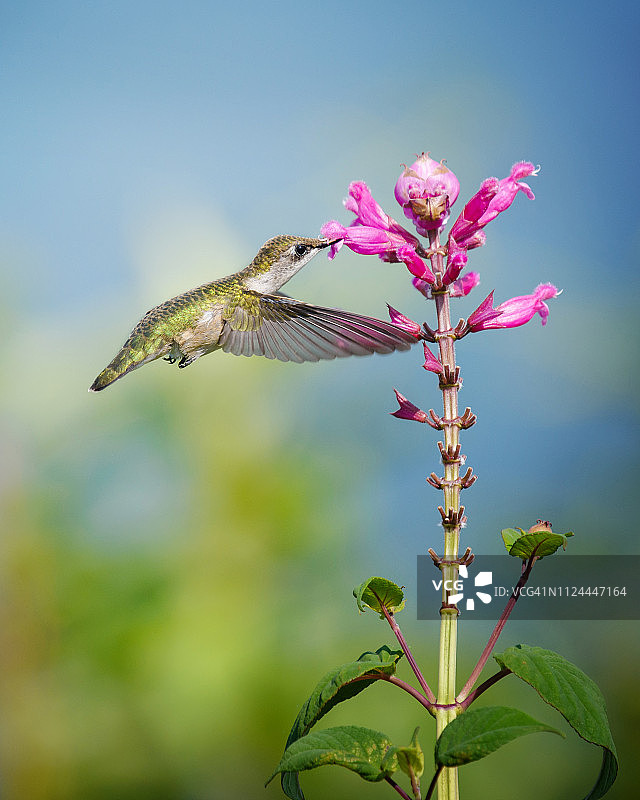 红喉蜂鸟在蓝色和绿色背景下采食粉色花朵图片素材