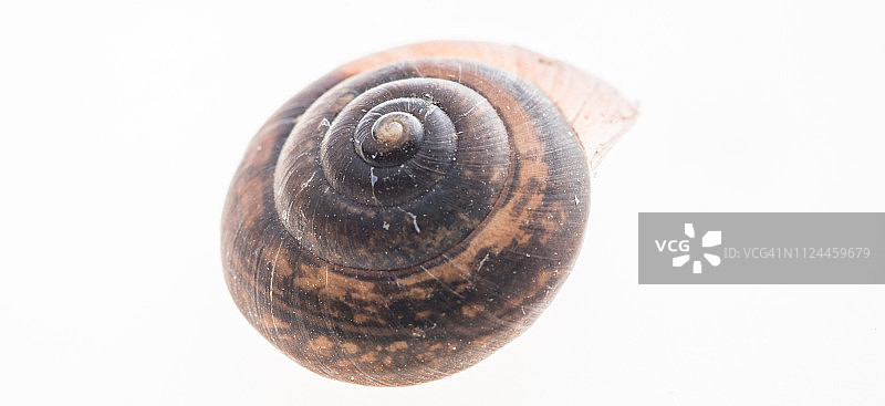 蜗牛壳图片素材