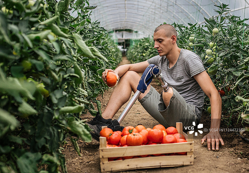 农民采摘番茄图片素材